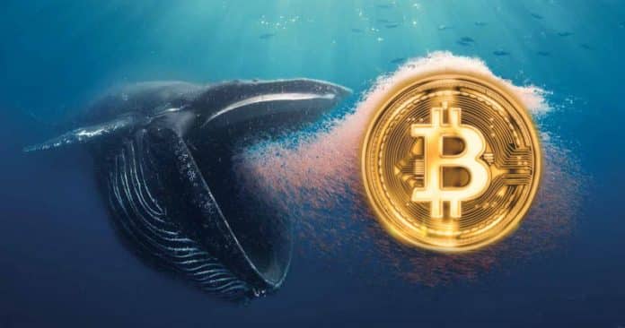 Whale Alert พบว่ามีการโอน BTC ขนาดใหญ่หลายรายการรวมกว่า 95,692 BTC เนื่องจาก Bitcoin มีแนวโน้มจะกลับตัว